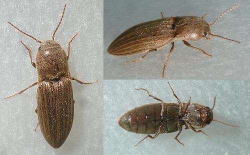 Agriotes lineatus